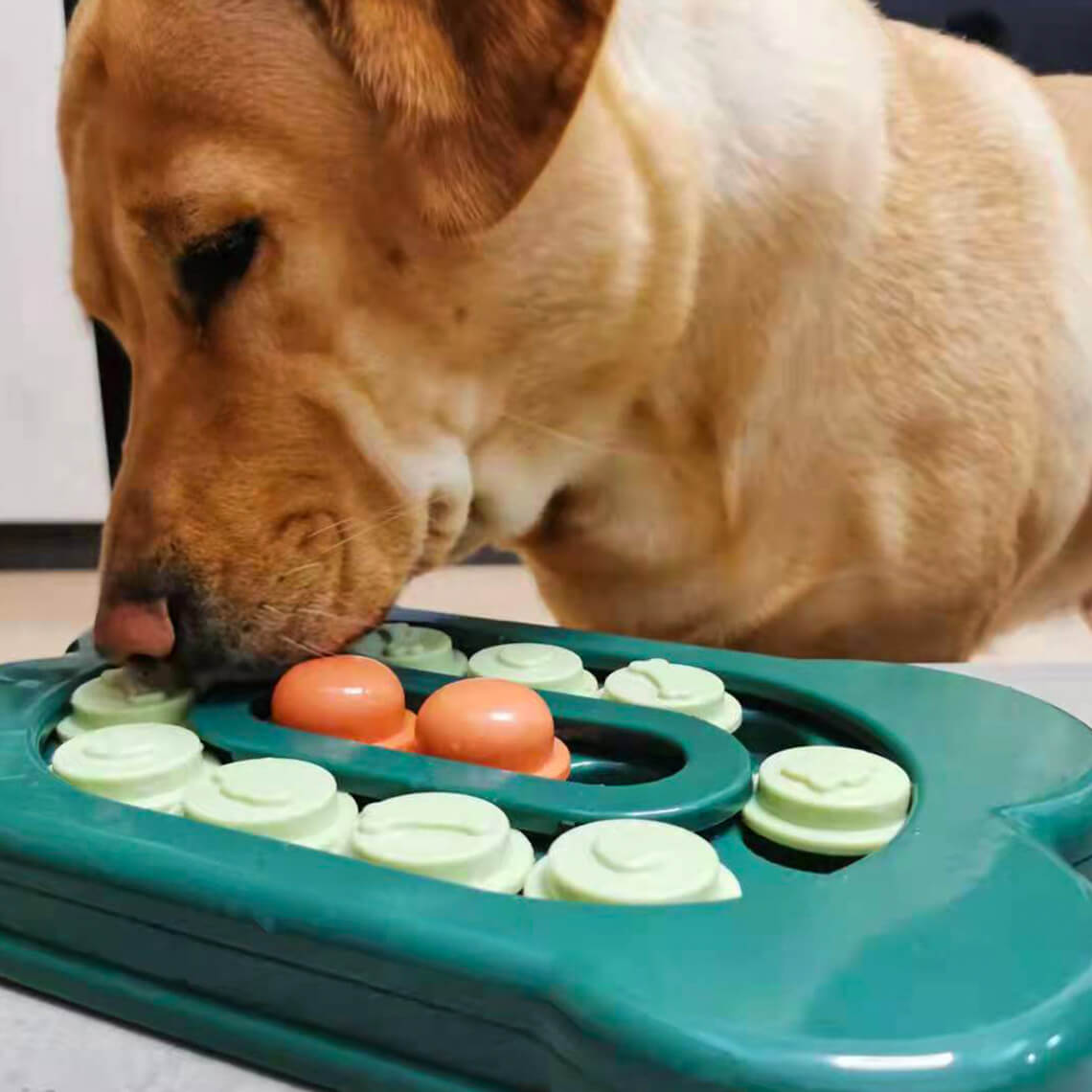 Sliding Foraging Tray