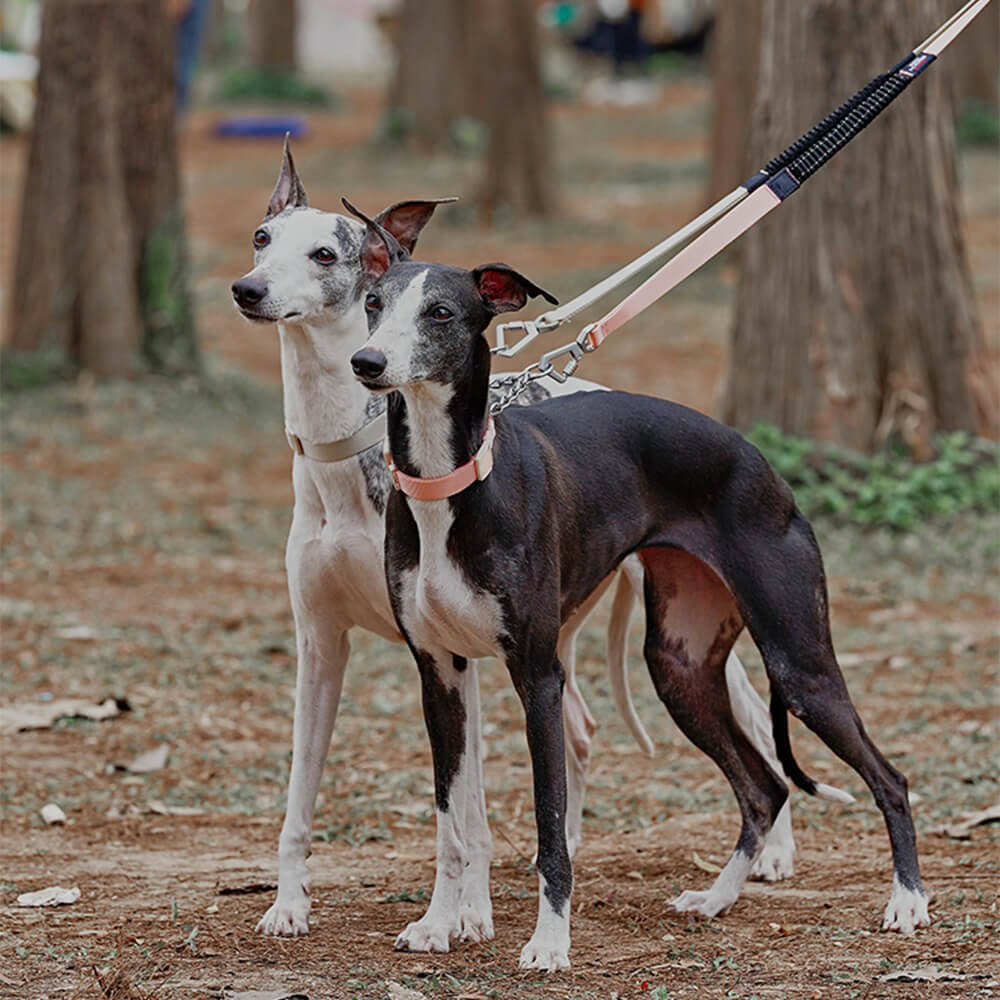 Chain Reaction Anti-Pull Martingale Dog Training Collar