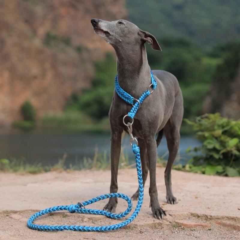 Handgefertigtes, leuchtendes Anti-Pull-Hundehalsband und Leine für große Hunde