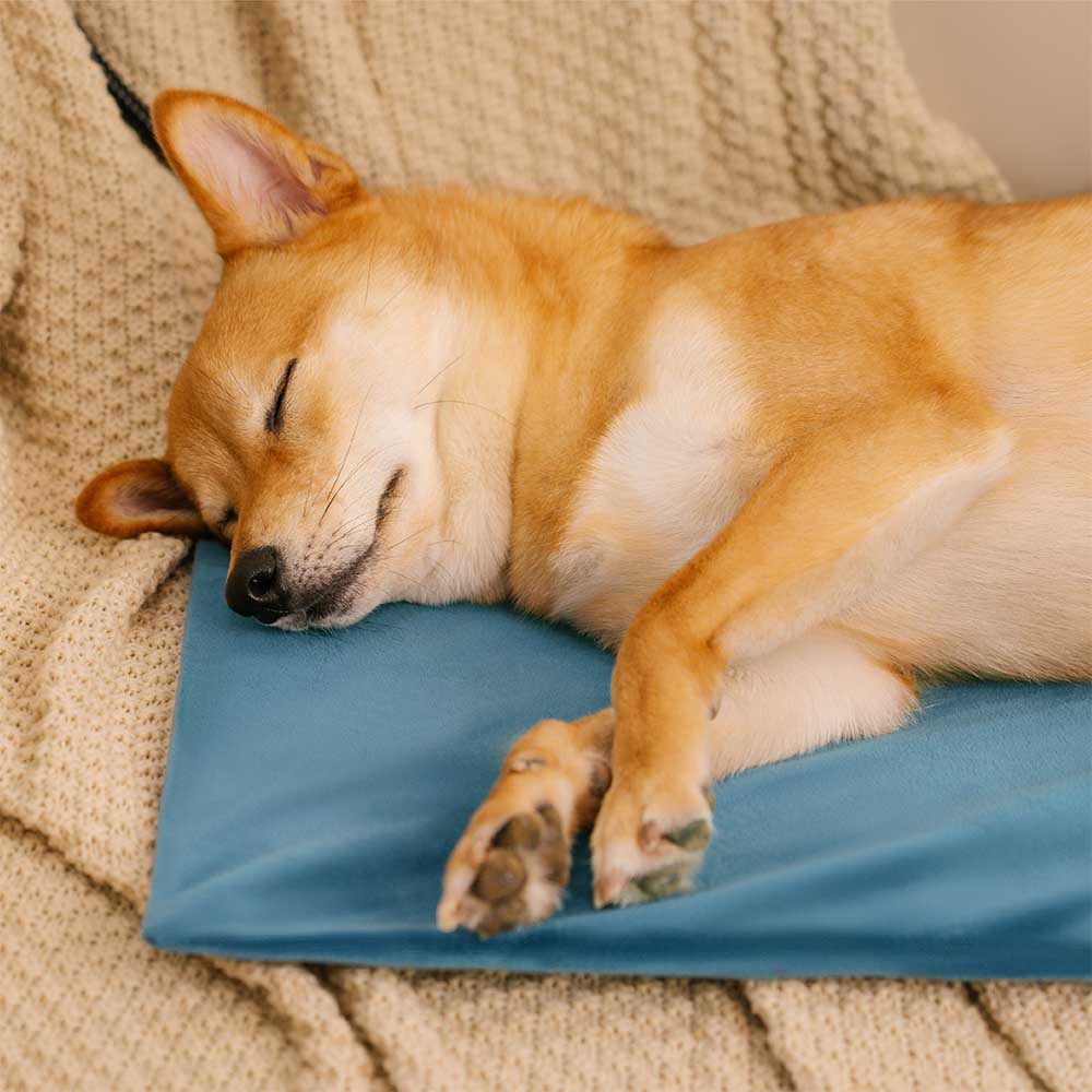 Coussin chauffant électrique imperméable et résistant aux mastications pour animaux de compagnie - Chaleur sûre