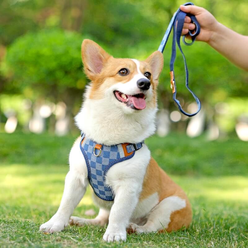 Conjunto de caminhada com arnês anti-tração para cães