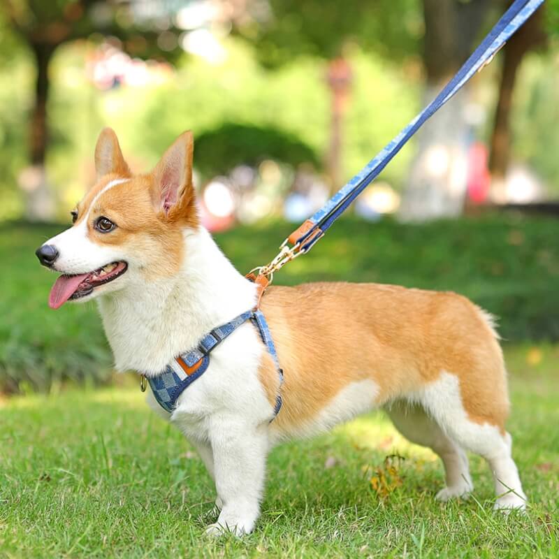 Conjunto de caminhada com arnês anti-tração para cães