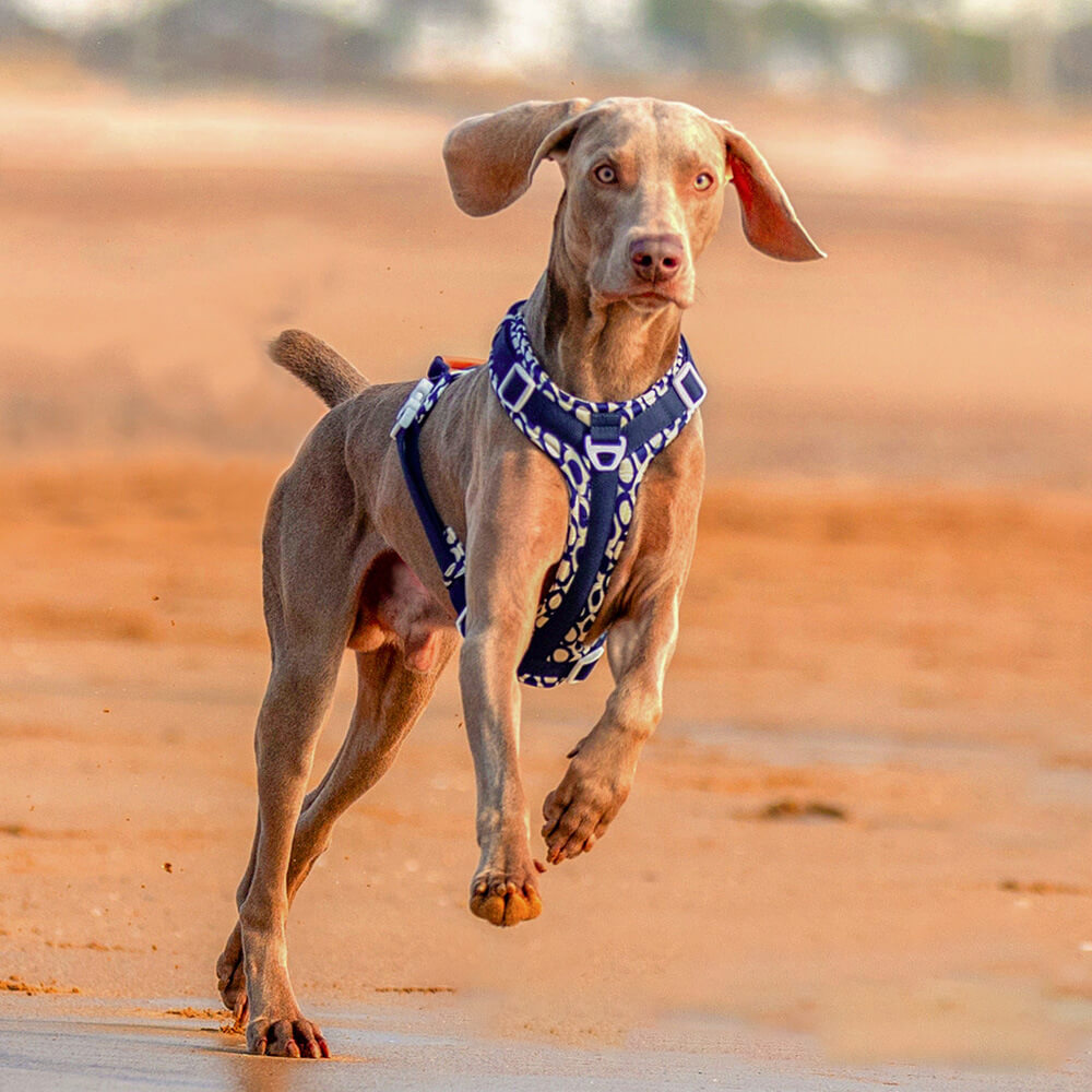 Ensemble de marche avec harnais et laisse pour grand chien, anti-traction sécurisé, avec sac de promenade