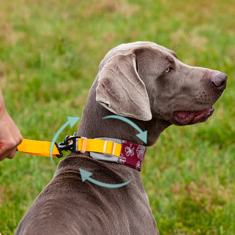 Coleira elegante e confortável sem puxar acessórios para cães