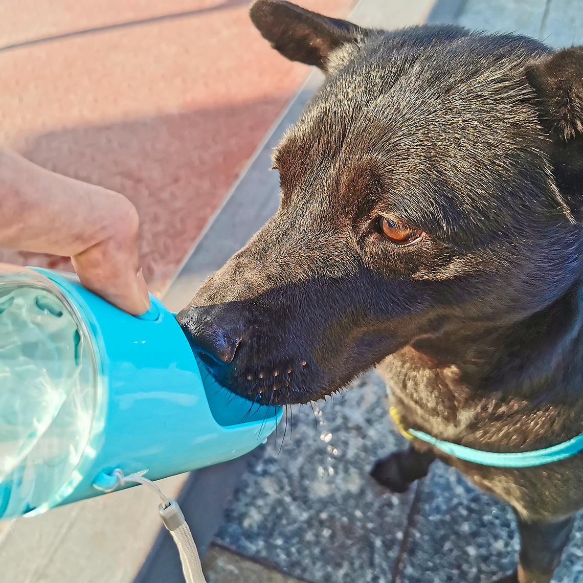 Portable Outdoor Dog Water Bottle